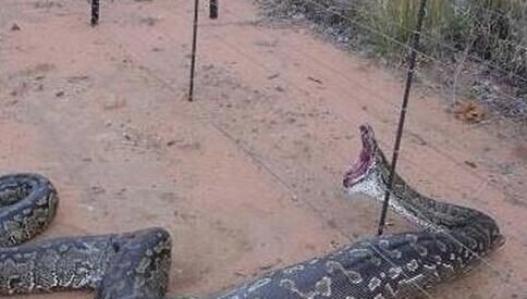 辽宁抚顺大蛇事件真实吗(抚顺发现一条大蛇)(2)_
