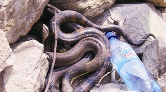 辽宁抚顺大蛇事件真实吗(抚顺发现一条大蛇)(4)_