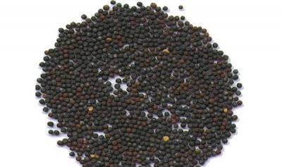 ​白菜的菜籽怎样来的 白菜籽该当怎样样播种