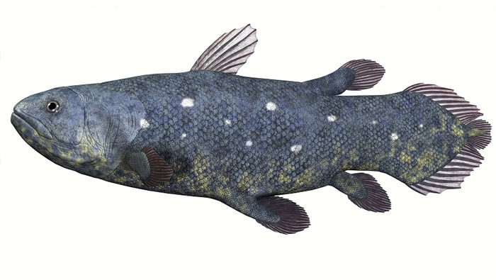 “活化石”矛尾鱼体内查明62种在过去1000万年的进化基因