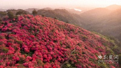 ​木兰云雾山万亩杜鹃开 “五景联票”畅游黄陂春日最美画卷