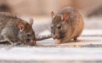 ​核电站巨鼠切尔诺贝利巨鼠传闻中核电站爆发产物