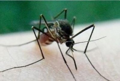 ​恐怖虫：一种罕见的蚊子因为外形丑陋而得名