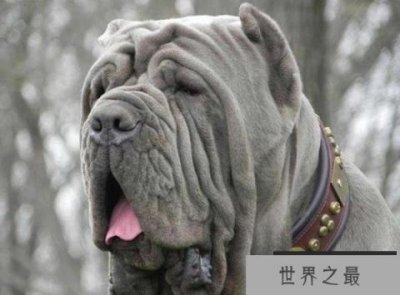 ​世界十大最优秀的护卫犬，罗威纳犬排在第三名