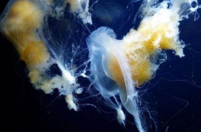 ​澳洲斑点水母：淡蓝色的生物 身体中含有藻类物质