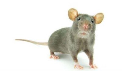 ​地球上最大的坦克 长达35米的巨鼠坦