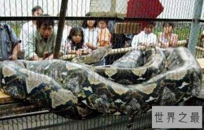​盘点蛇类世界之最，世界上最大的蛇是什么蛇