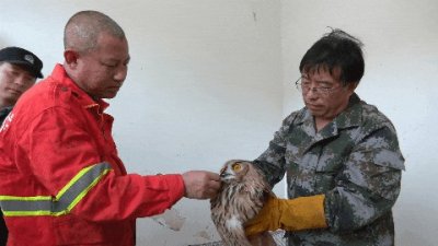 ​【晋城】陵川：携手救雕鸮 重归大自然