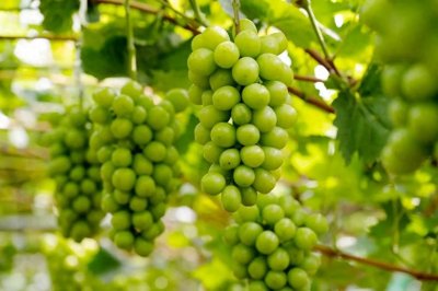 ​大连这两个“国宝级”特产你都知道吗？在摄影师镜头里简直太美啦