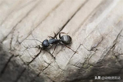 无性繁殖的动物有哪些(无性繁殖与有性繁殖的区别)