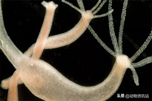 无性繁殖的动物有哪些(无性繁殖与有性繁殖的区别)