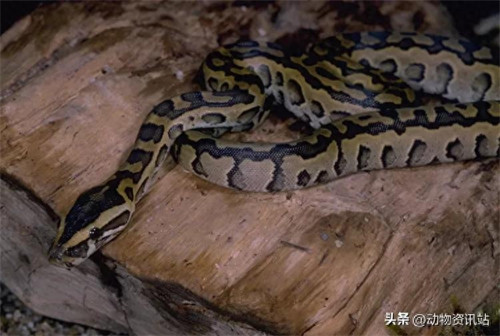 无性繁殖的动物有哪些(无性繁殖与有性繁殖的区别)