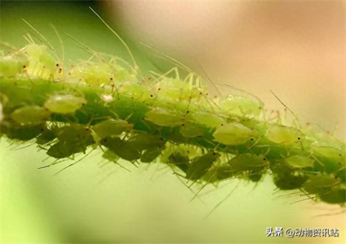 无性繁殖的动物有哪些(无性繁殖与有性繁殖的区别)
