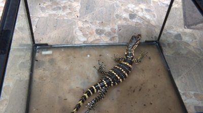 ​景洪惊现一只幼年水巨蜥　现已被收容救助