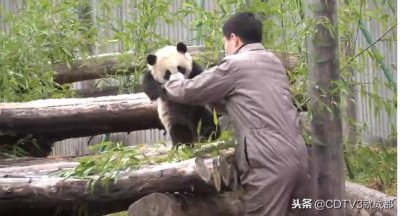 ​全球首对野外引种诞下的大熊猫双胞胎 被命名为：和和、美美