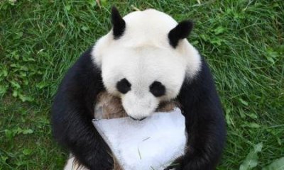 ​昆虫化石有助于重建过去——我是如何研究它们的